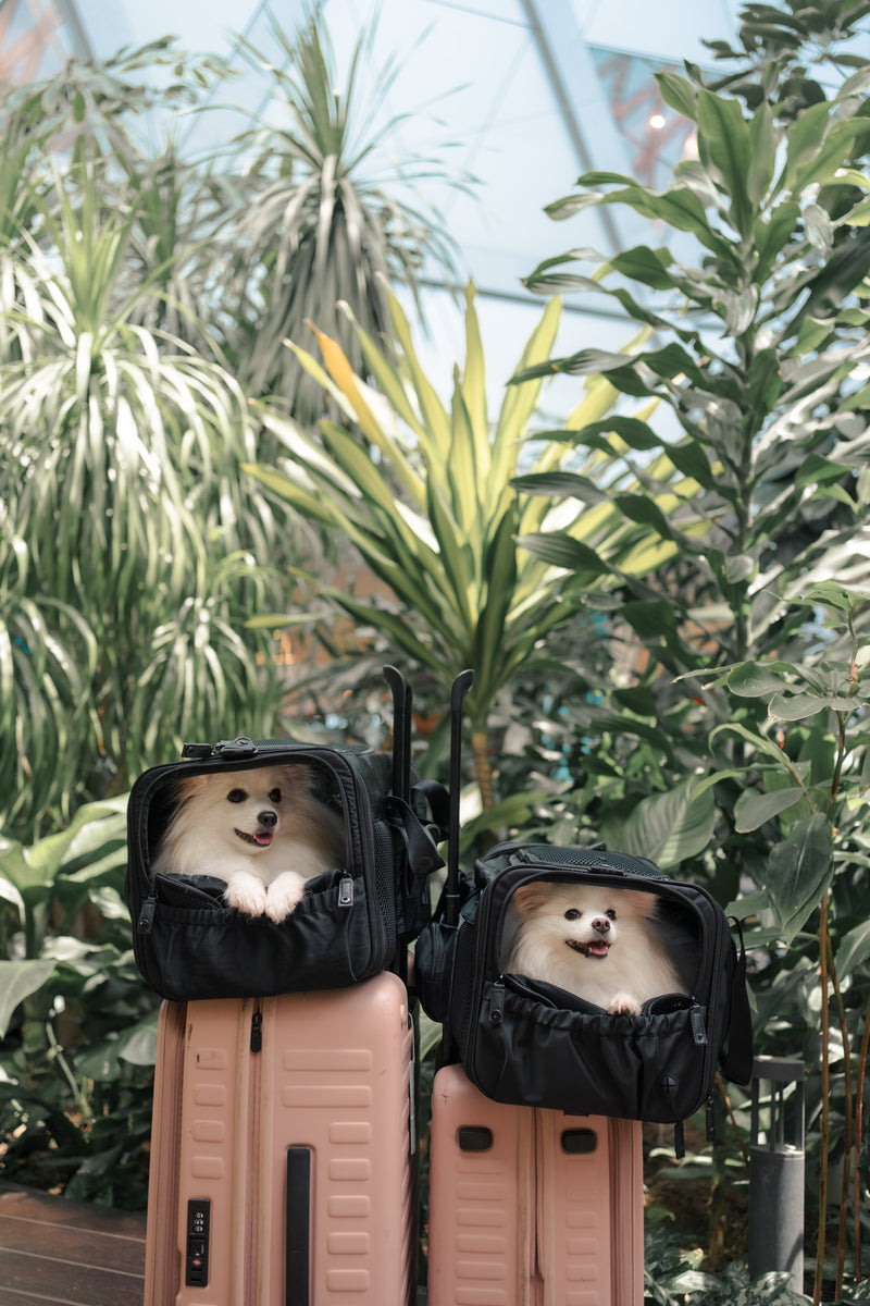 Wandering Paws Travel Kit