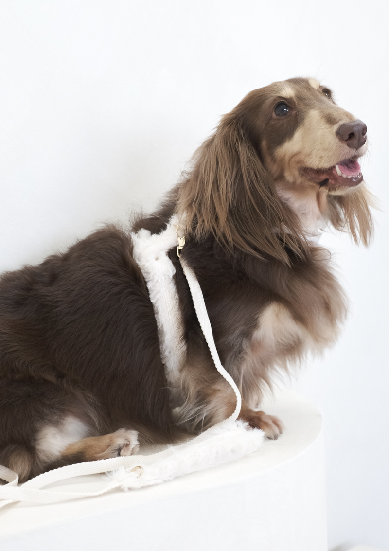 Haute H-Harness