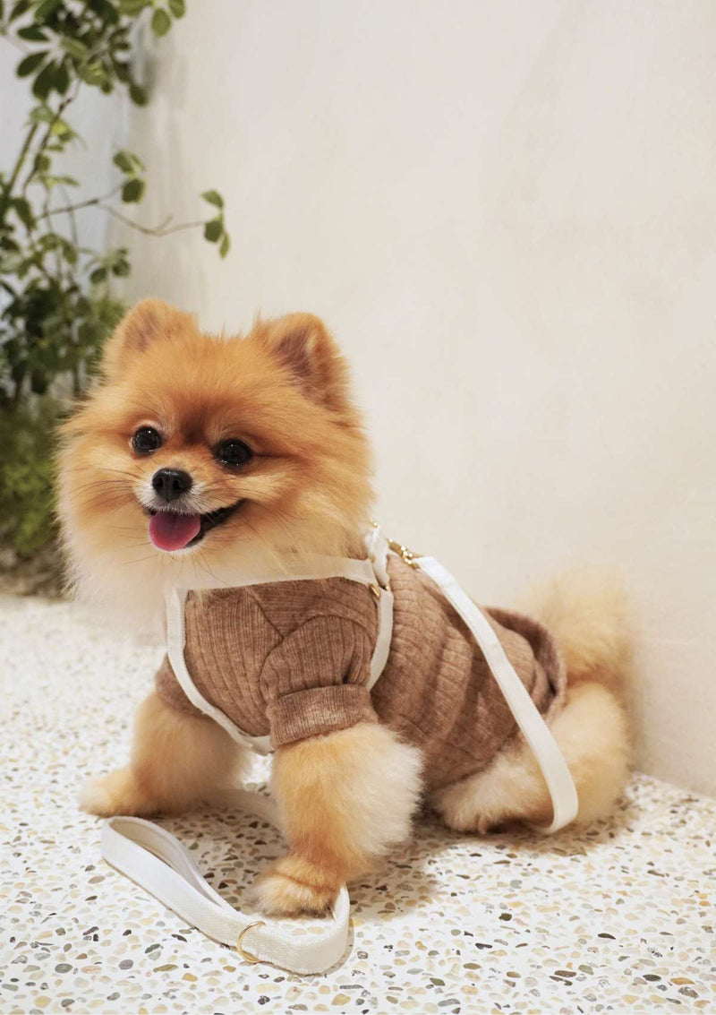Lolly Y Harness & Leash