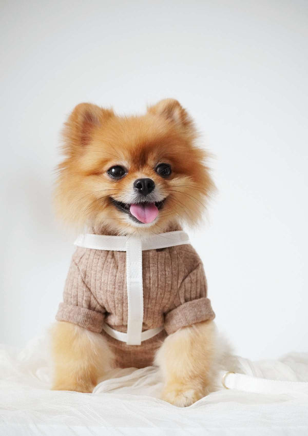 Lolly Y Dog Harness & Leash
