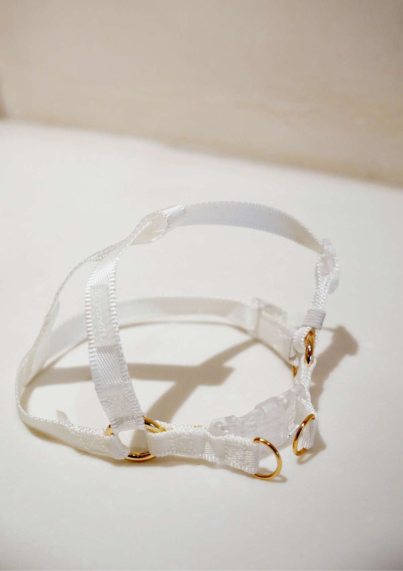 Lolly Y Harness & Leash