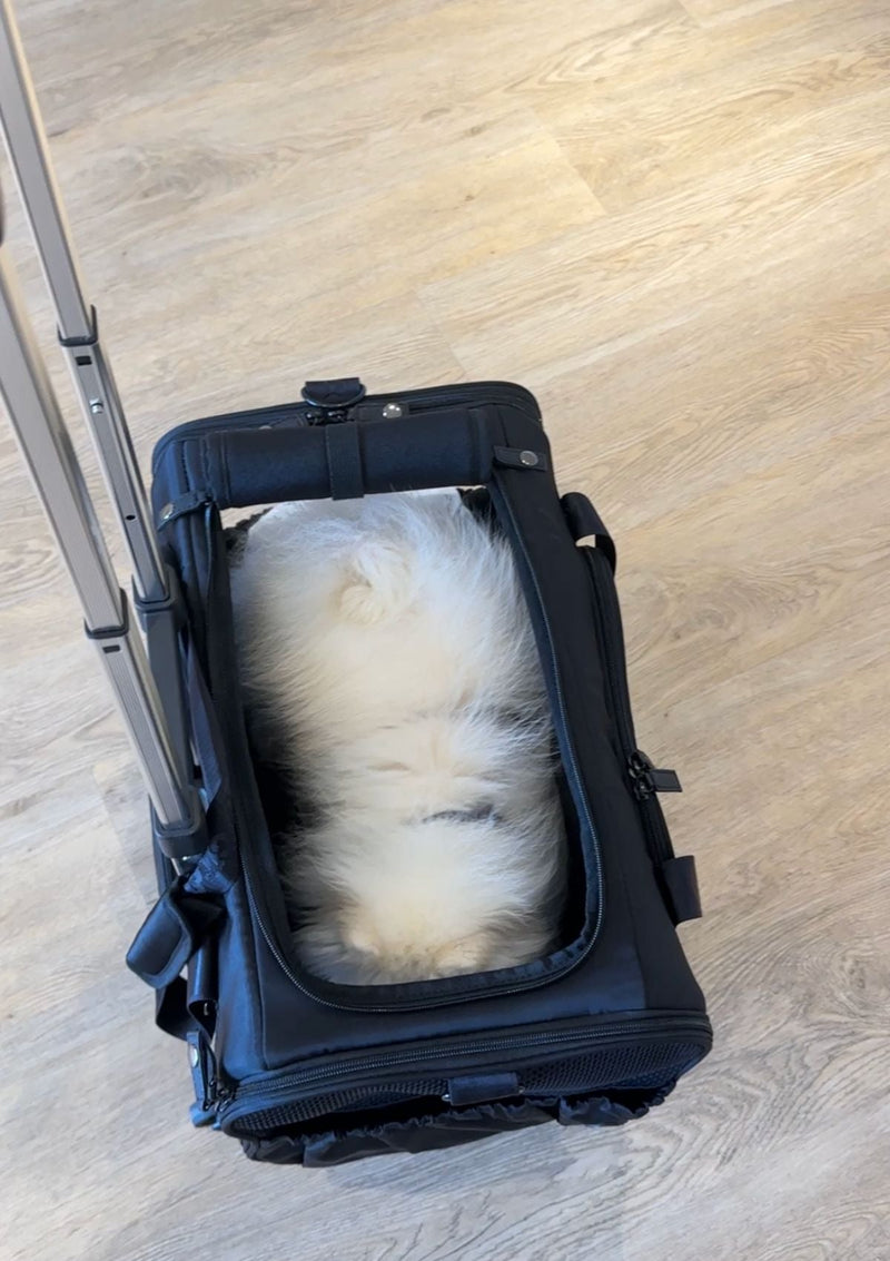 Pet Porter Carrier (Airline Compliant)