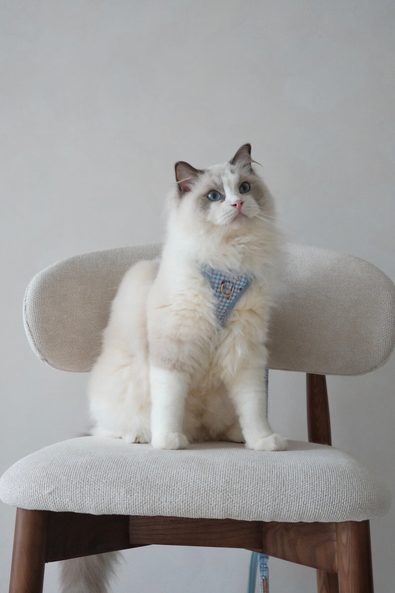 Fruité Edit: Harness and Leash Set