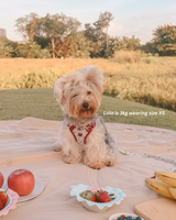 Fruité Edit: Harness and Leash Set