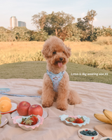 Fruité Edit: Harness and Leash Set