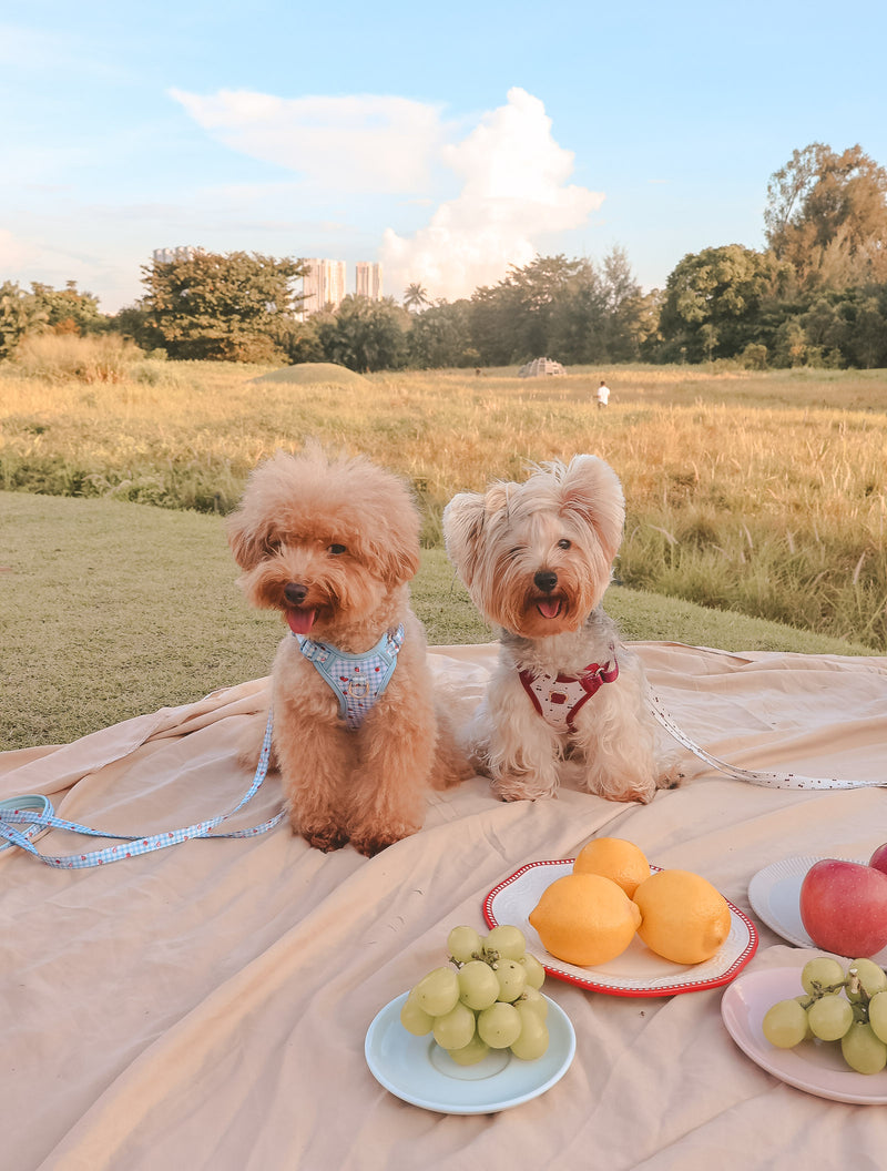 Fruité Edit: Harness and Leash Set