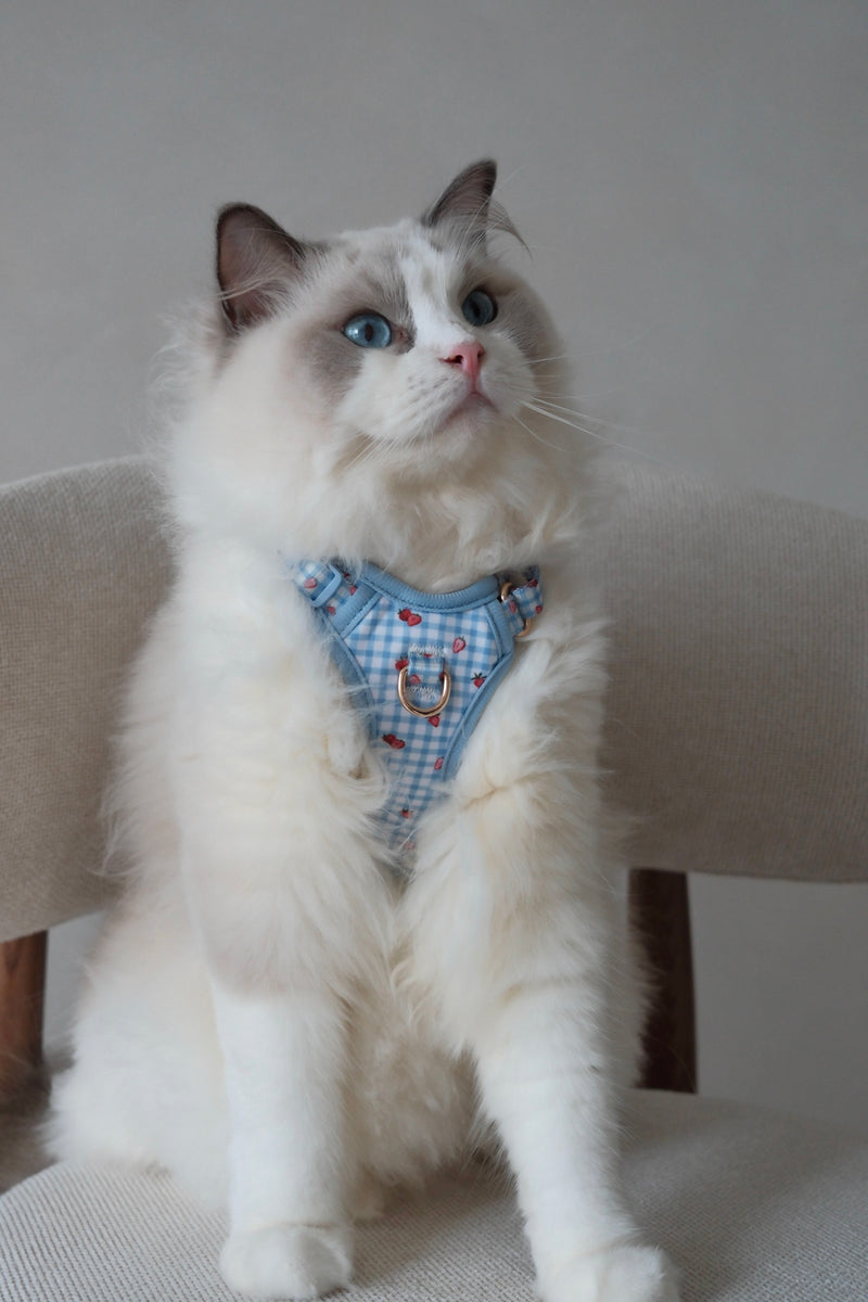 Fruité Edit: Harness and Leash Set