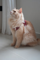 Fruité Edit: Harness and Leash Set