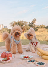 Fruité Edit: Harness and Leash Set