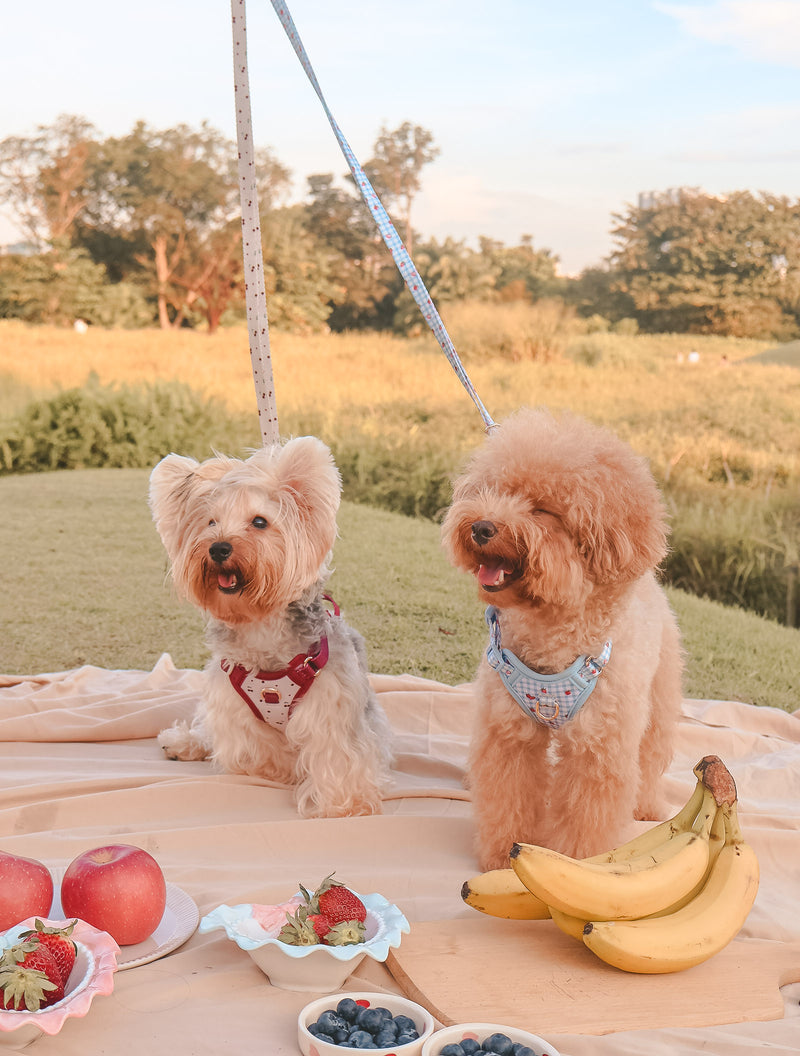 Fruité Edit: Harness and Leash Set