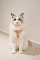 Corduroy Edit Harness, Multi-way Leash, Poop Bag Holder